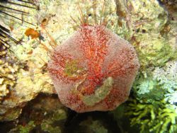"Lamp of Aristoteles" nightdive Marsa Alam, Red Sea, Egyp... by Anja Klink 